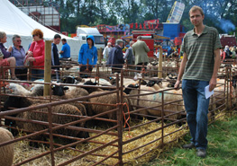 sheep fair